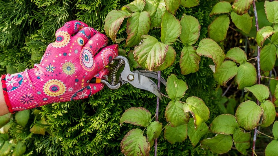 Вот так выглядит правильный срез - под углом и чуть выше почки