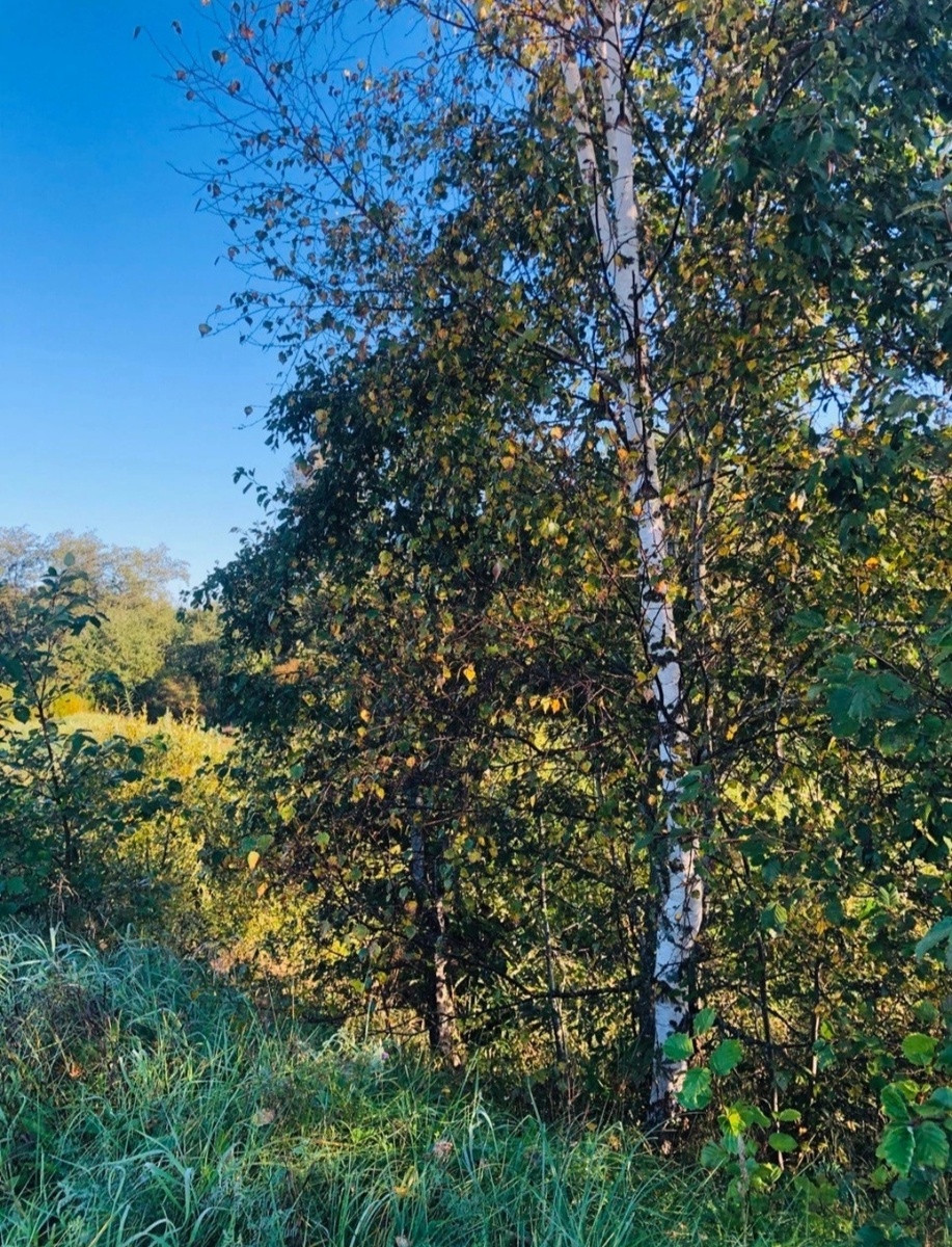 Белая береза