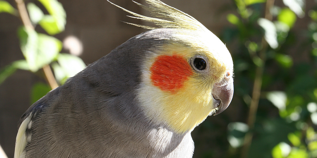 Попугай помог перейти на «удалёнку»