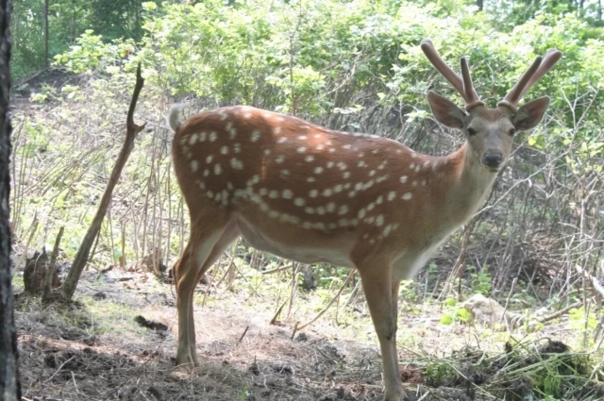    Сбивший пятнистого оленя житель Кубани заплатит государству 60 тысяч рублей