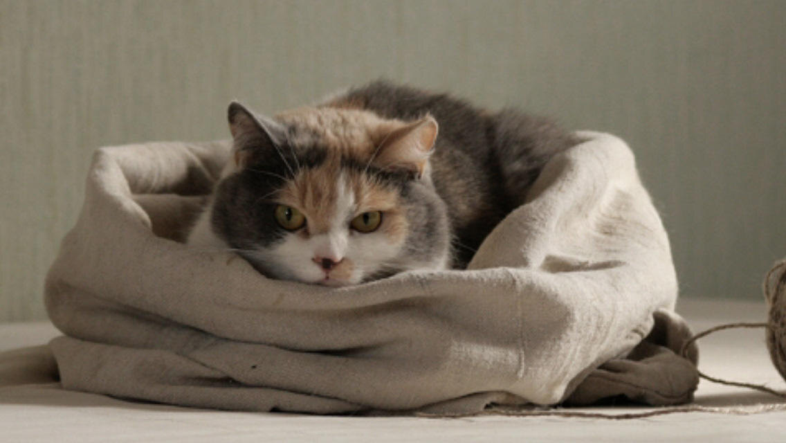 источник: it.moe-ne-moe.ru