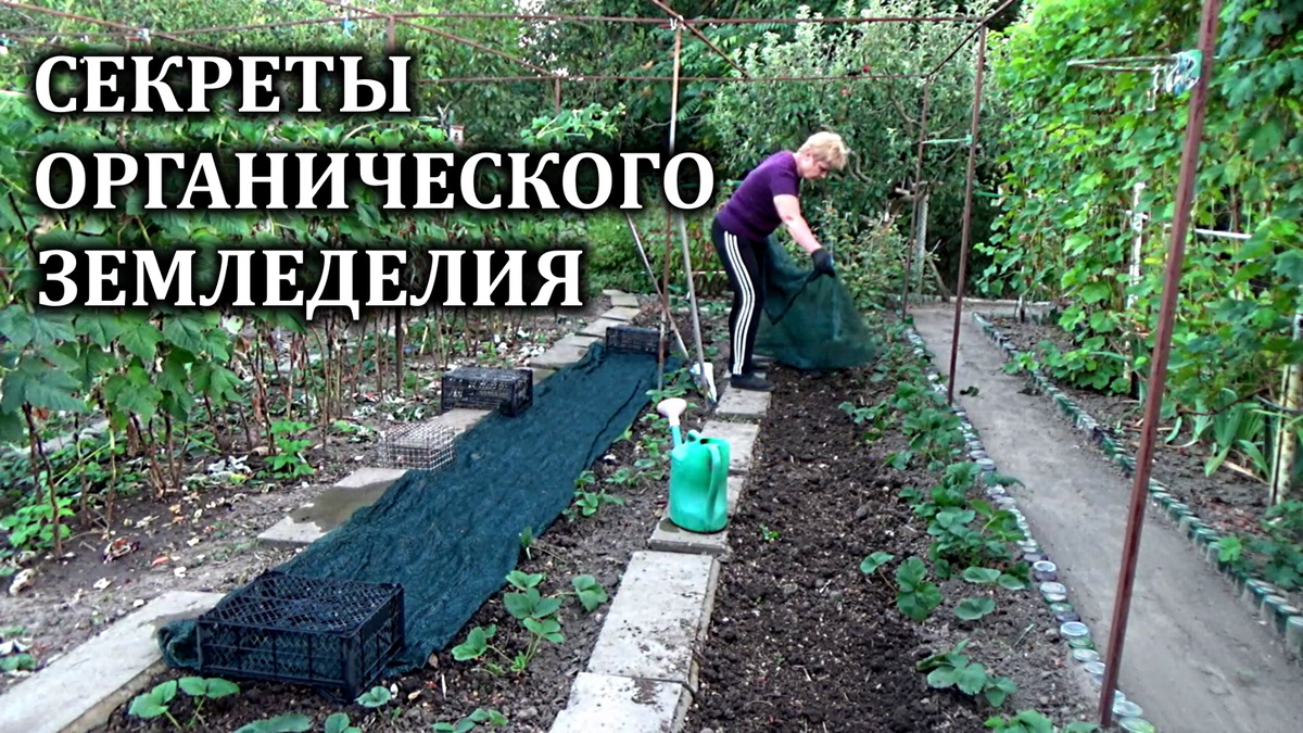 на данном фото я прикрываю посеянные сидераты от еще достаточно теплого солнца в начале сентября