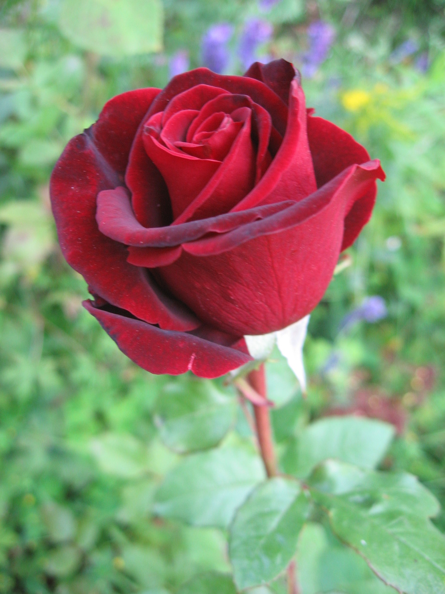 Роза "Чёрная магия" - моё фото