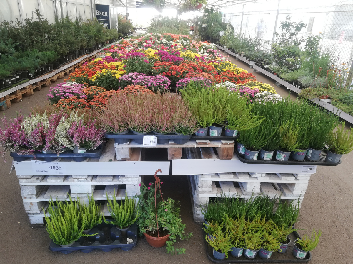 Такую картину видишь в отрадненской Лемане/Леруа при входе в садовый павильон