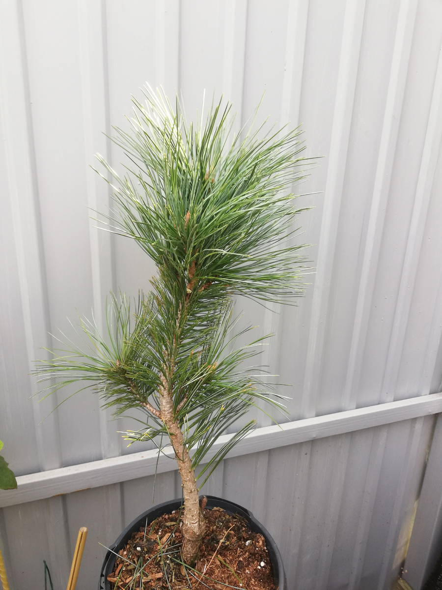 Сосна 'Vanderwolf's Pyramid' после покупки