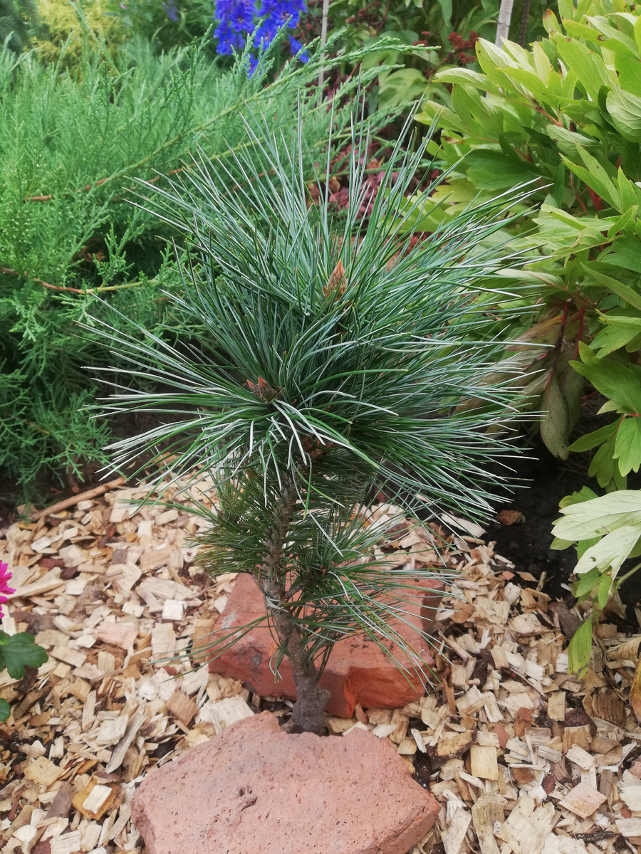 Сосна 'Vanderwolf's Pyramid' уже посажена