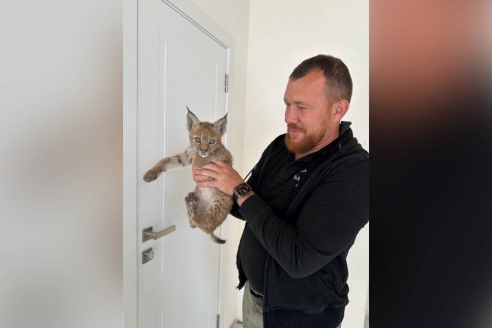    Рысенок по кличке Кира поселилась в одном из частных домов Иркутской области. Фото: из личного архива героев публикации