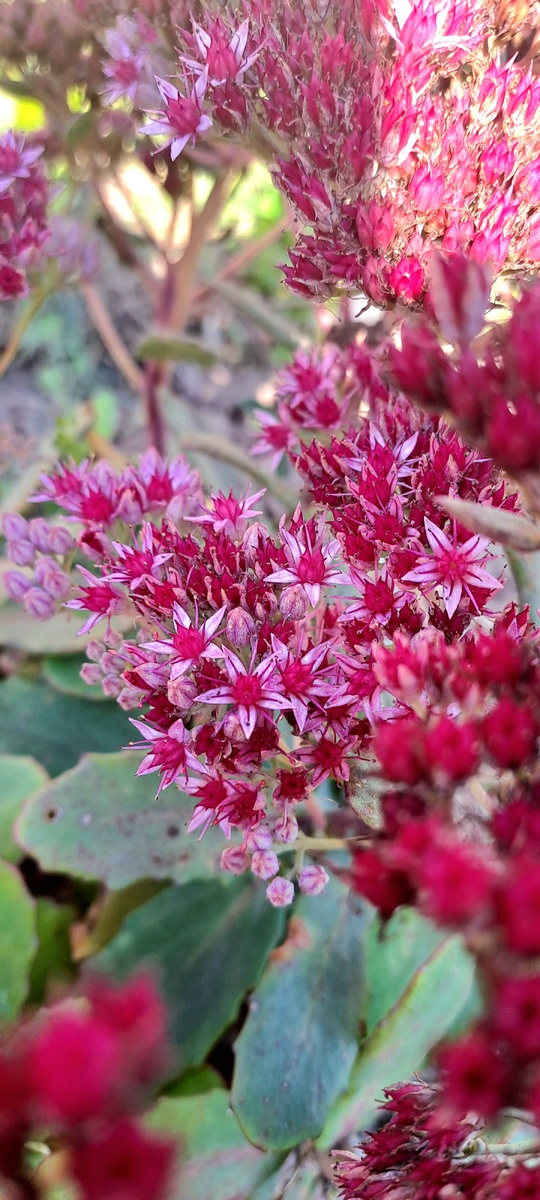 Очиток видный (фото автора)