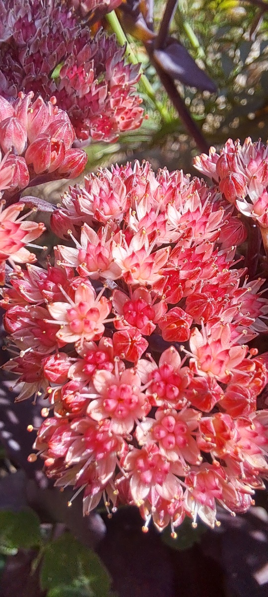 А это цветёт "Пурпурный император ". У них абсолютно разные цветочки по форме и оттенку (фото автора)