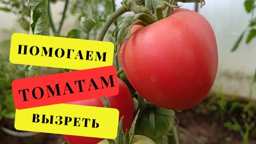 Не ВЫДЕРГИВАЙТЕ томаты! Поможем созреть на корню