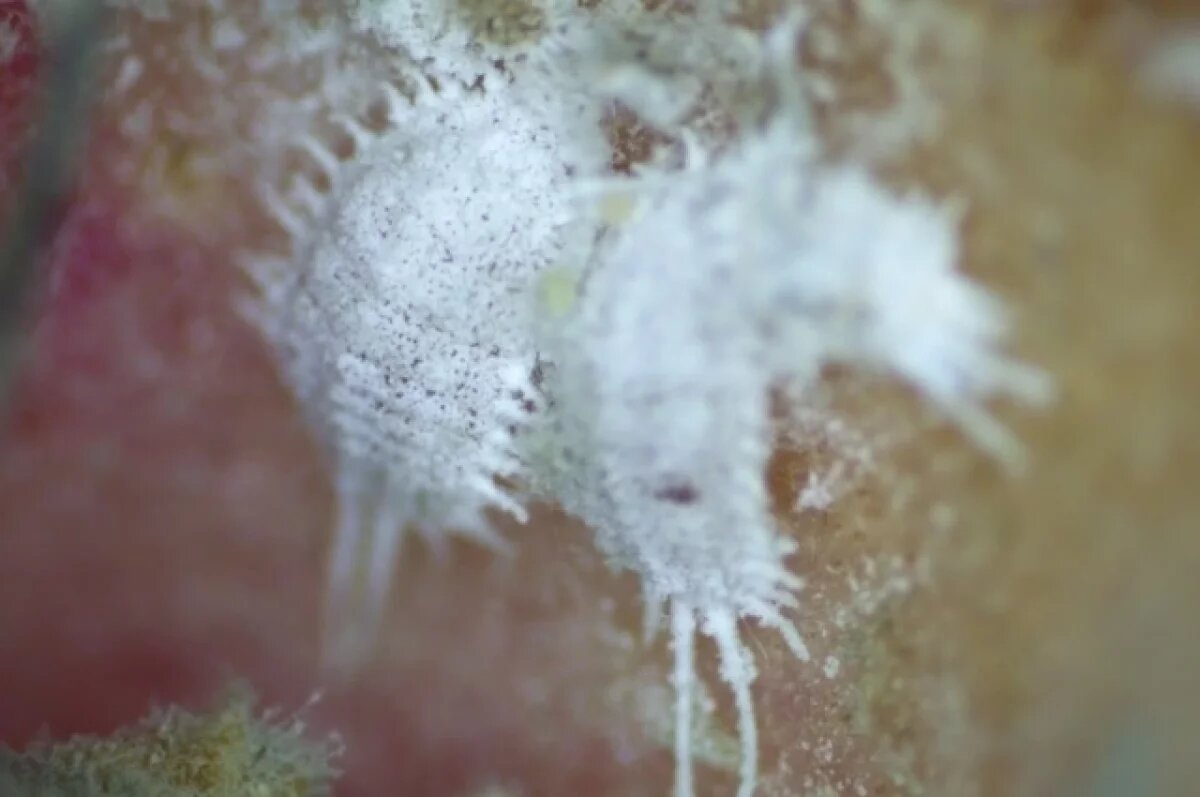    В Омск пытались привезти заражённые гранаты из Узбекистана