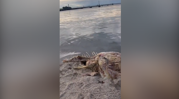 Фото: стоп-кадр из видео