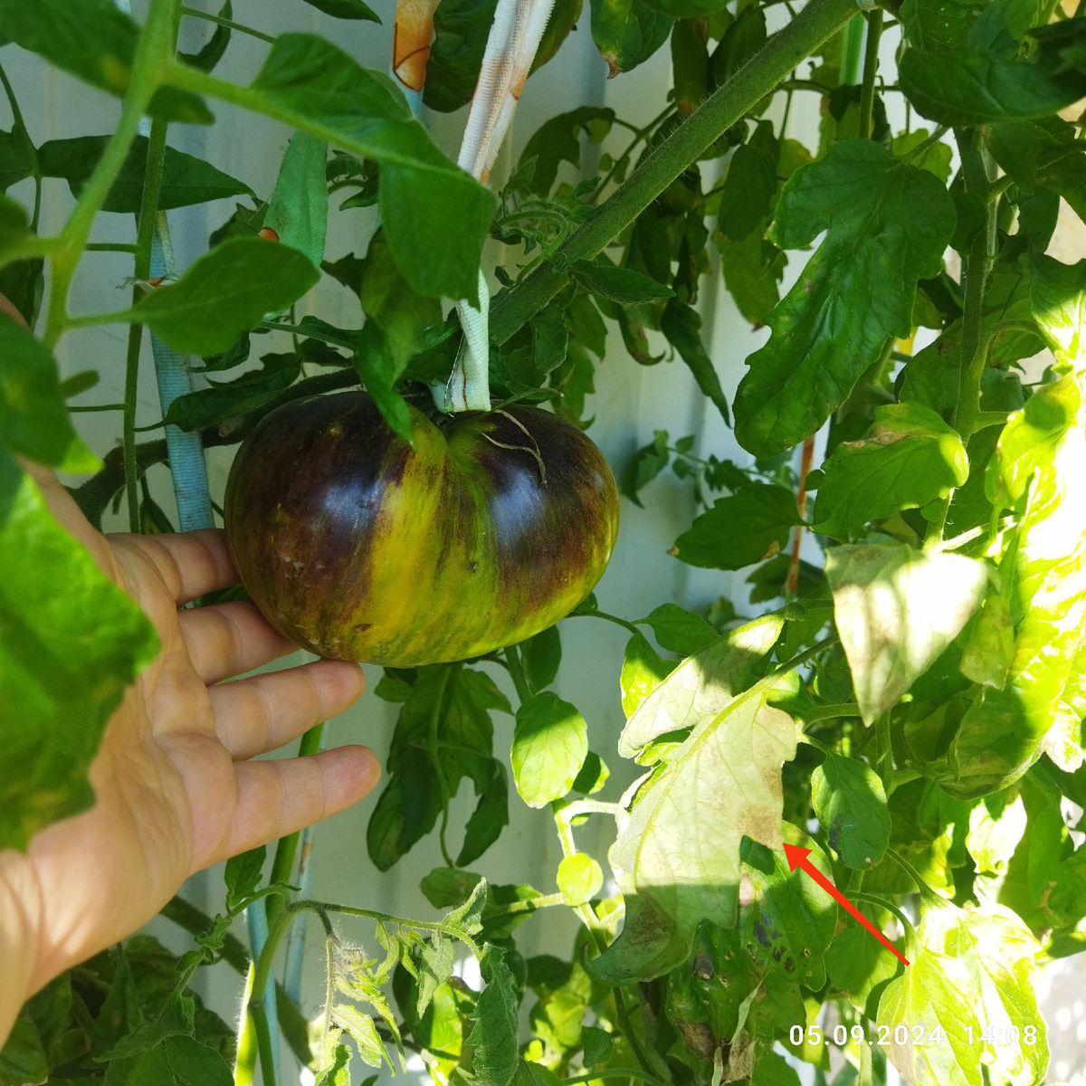 Звёздный истребитель VT16 