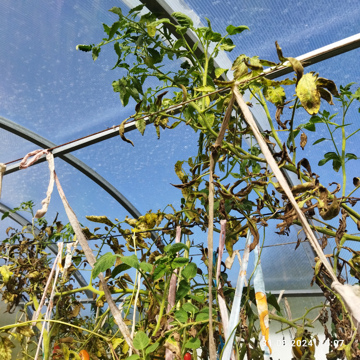 Дата фото 31 августа 2024