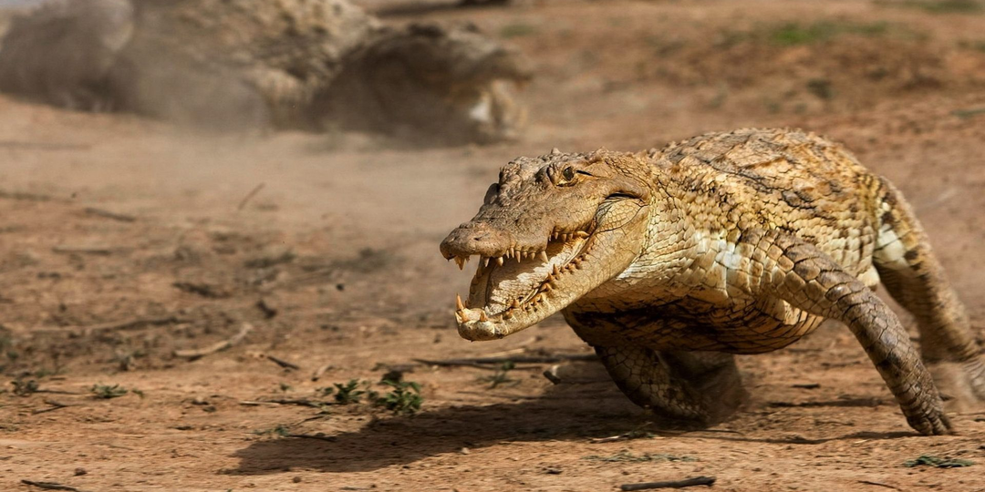 Больше, чем просто рептилия. Совершенство крокодила вывело хладнокровных на новый уровень