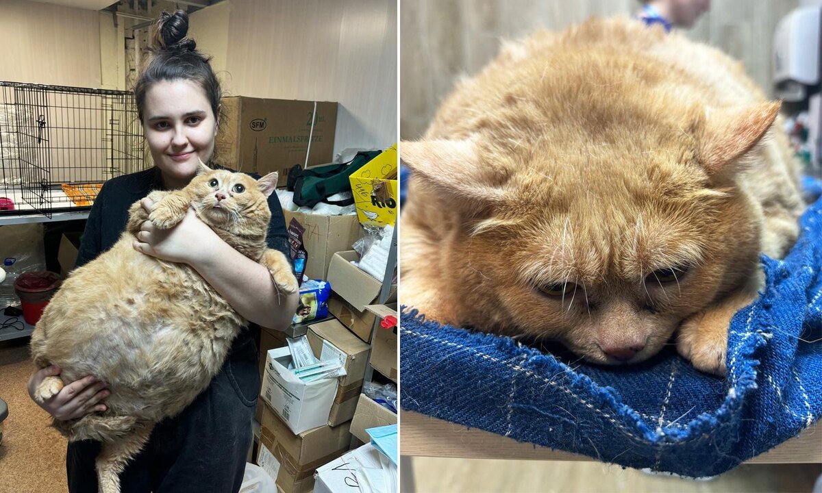 Из открытых источников