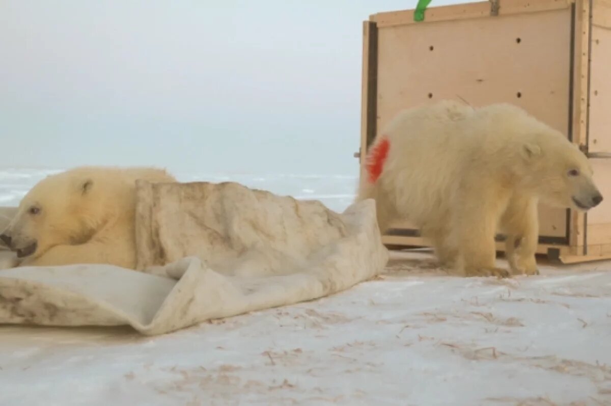    Кинулся на нарты с ребенком.