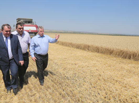    Пшеничное поле в Красносулинском районе. Василий Голубев //фото с сайта don-agro.ru