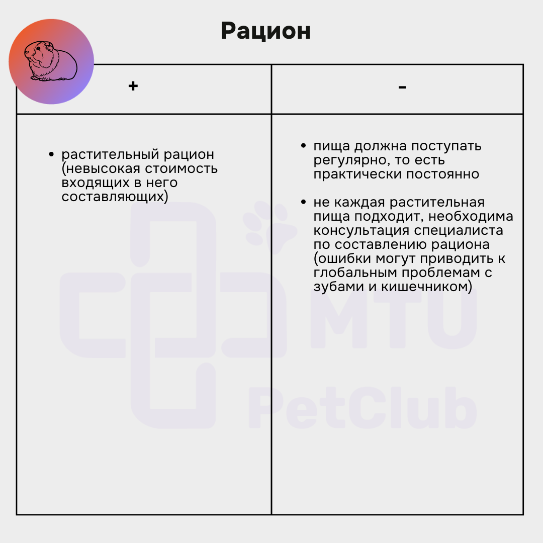 Рацион морской свинки