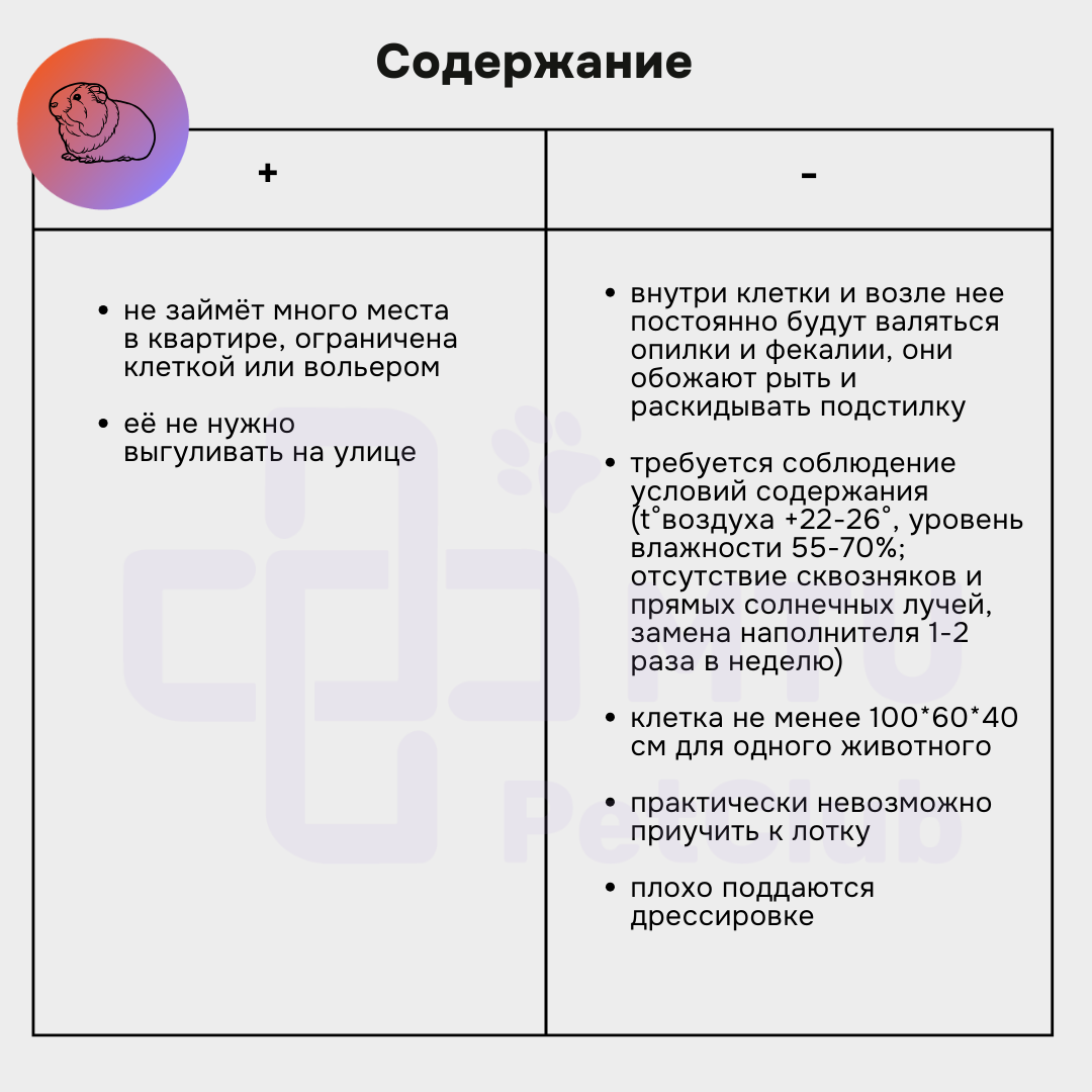 Содержание морской свинки в квартире