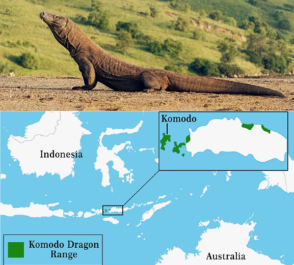 Основной ареал обитания комодского варана на текущий момент