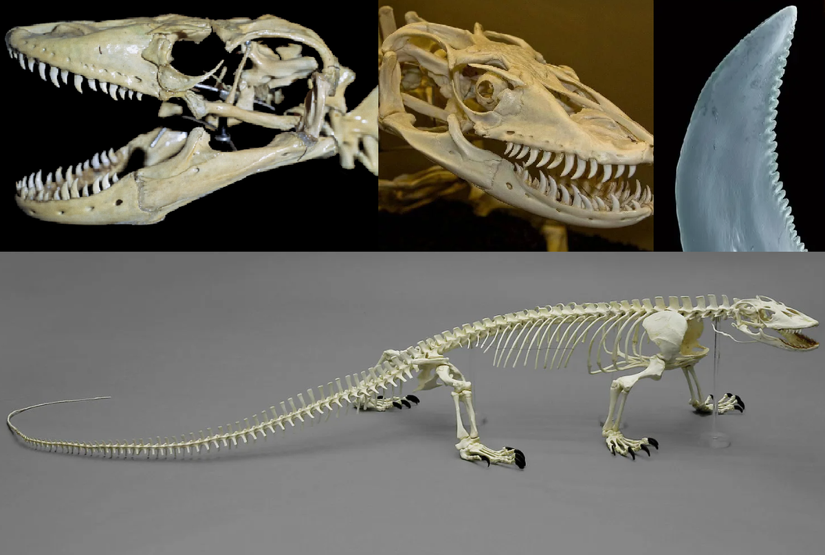 Внутреннее устройство комодского варана 