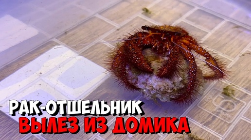 Видели рака-отшельника 🦞 без своего домика 🐚?