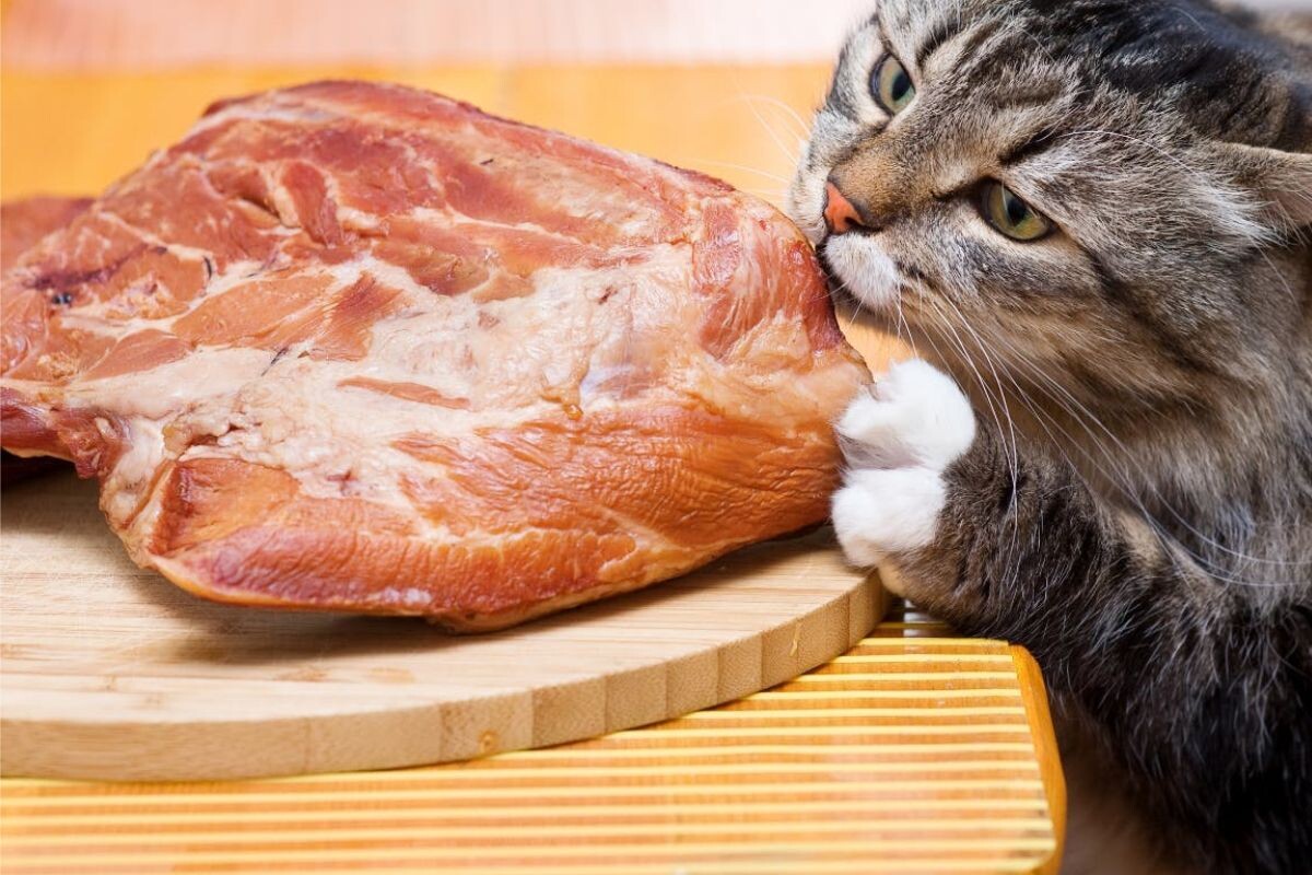 Можно ли кошкам сырую свинину