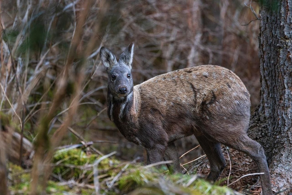 (с) Наталья Емельяненко. Кабарга в Тункинском национальном парке в Бурятии.