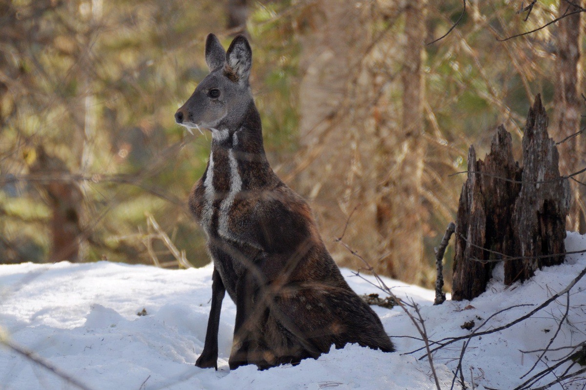 (с) Светлана Усанова. Самец кабарги в Горном Алтае. На фото отлично видны клыки - отличительная особенность этих удивительных копытных. 