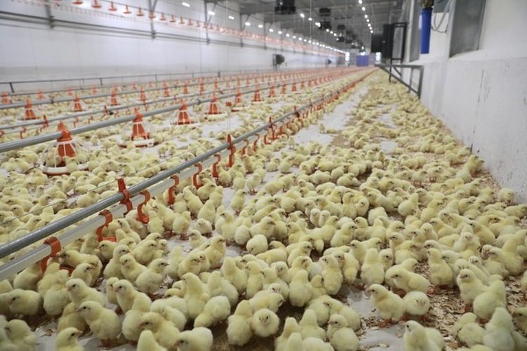    Клариевого сома выращивает крупная птицефабрика в Ярославской области помимо увеличения бройлеров