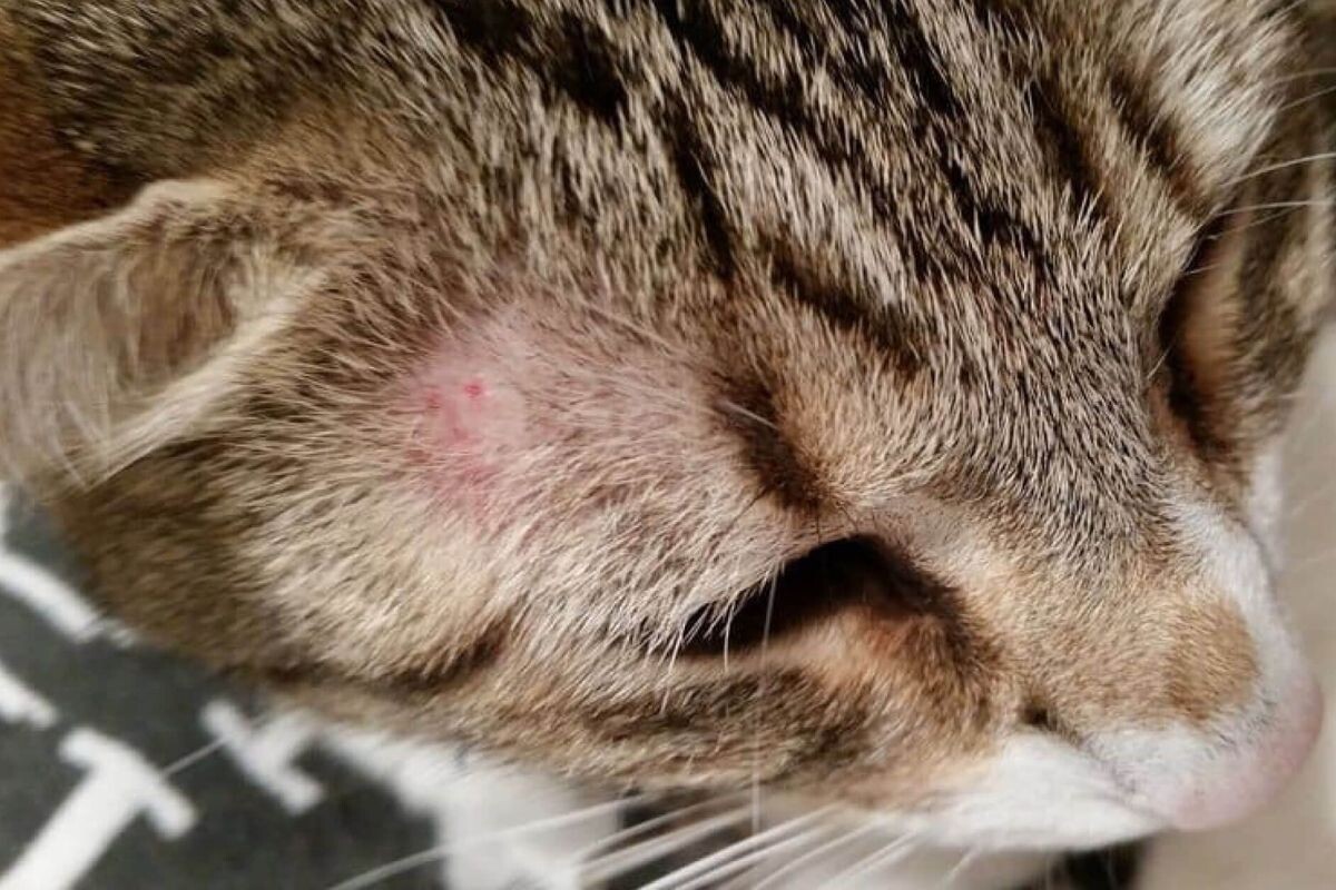 Лишай у кошек
