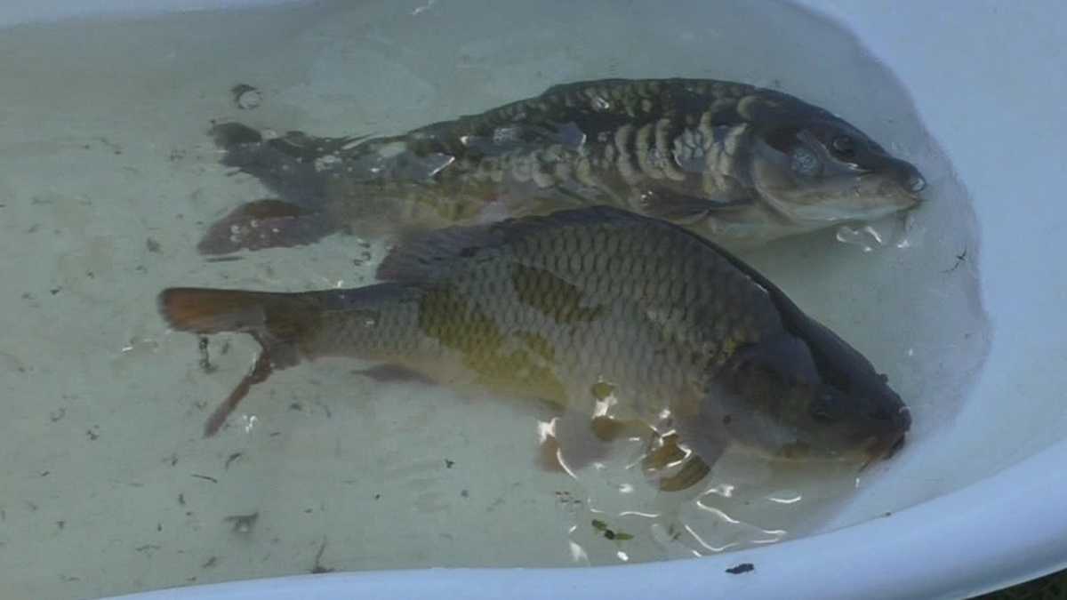 Под зиму на пруду клевали замечательные карпы