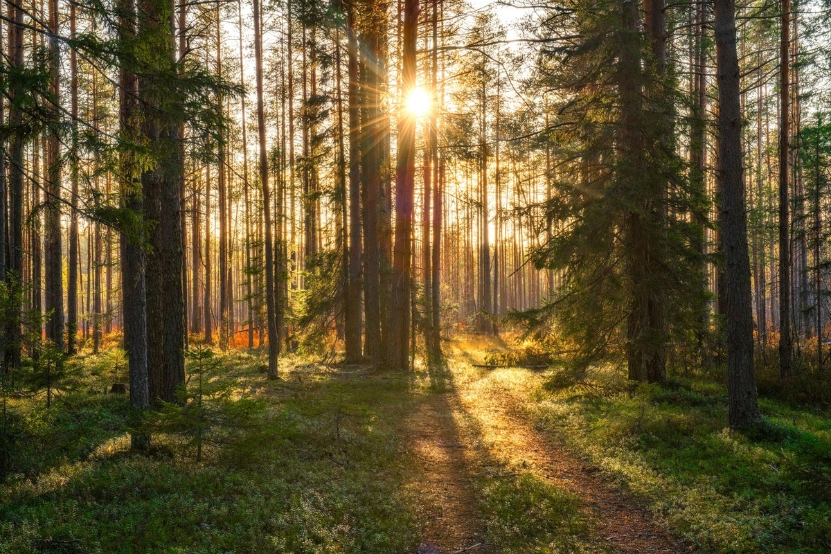 В сосновом бору. Фото Михаила КАРПОВА.