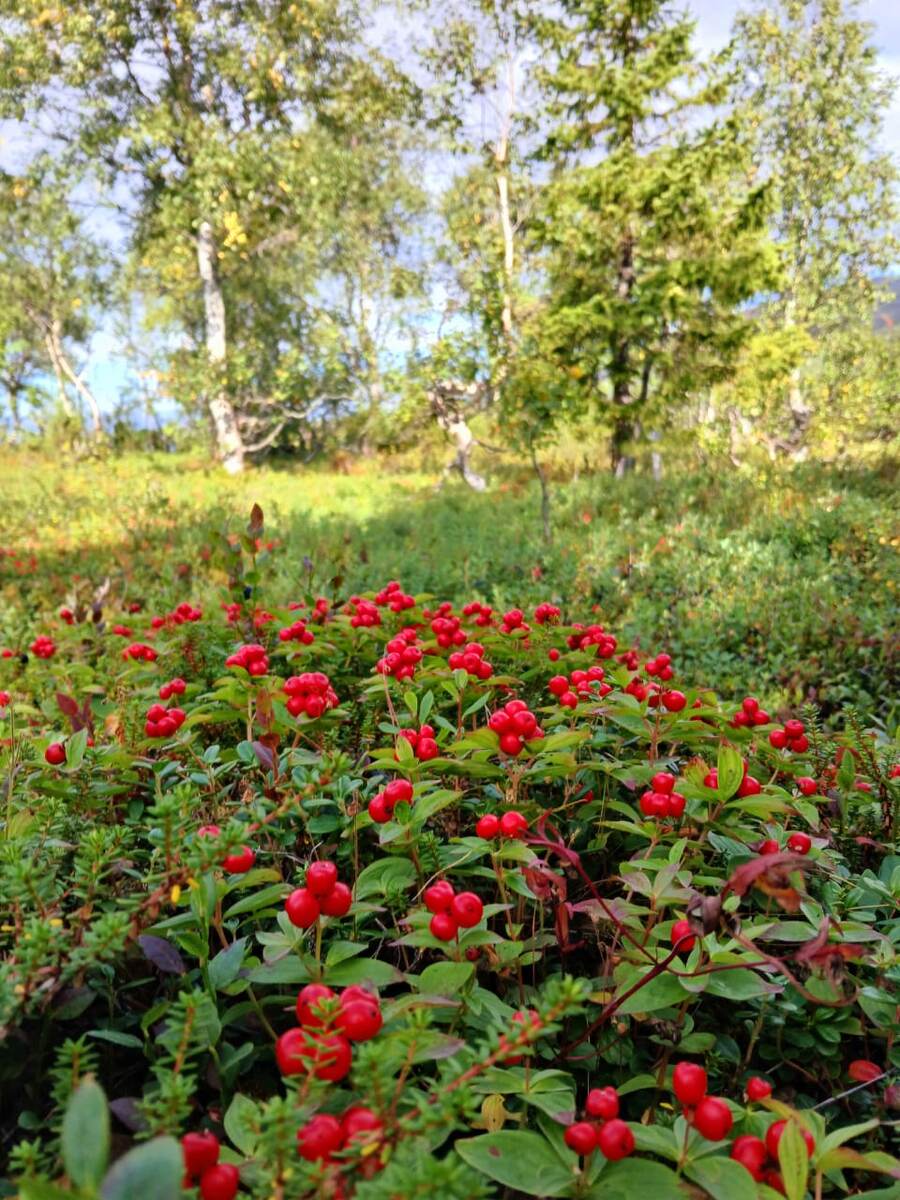 Дёрен шведский