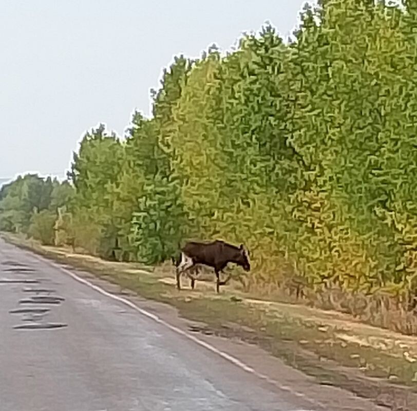    Фото: Наталия Болгова