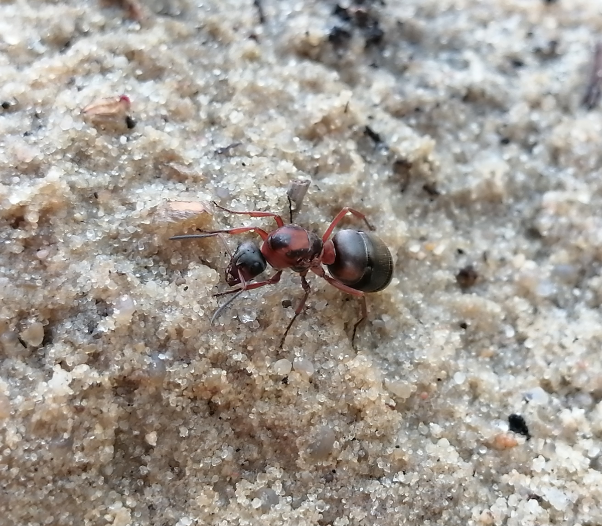 Самка Serviformica rufibarbis, сбросив крылья, бегает по песку в поисках подходящего места для рытья первой камеры будущего муравейника.  