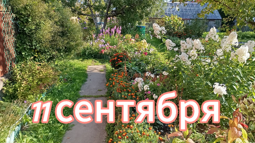 11 сентября. Готовлю мульчу. Нужный 