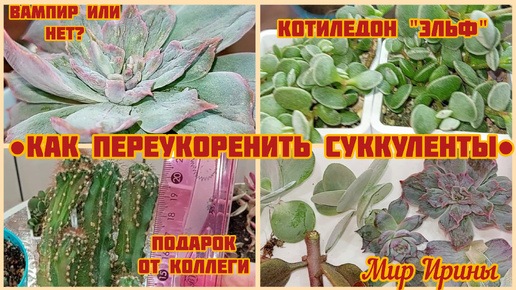 Download Video: Как переукоренить суккуленты| Вампир или нет?| Котиледон Эльф| Подарок от коллеги ●☆▪︎☆▪︎☆