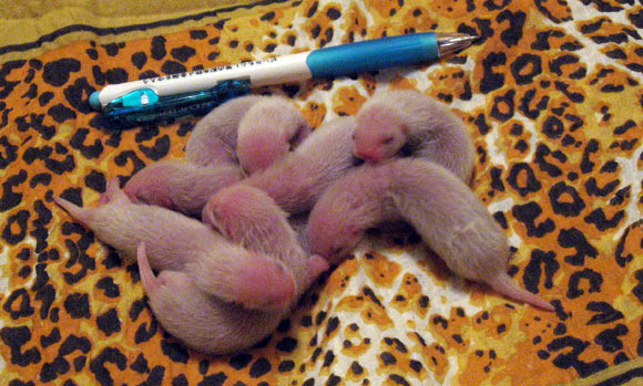 Крохи хорьки