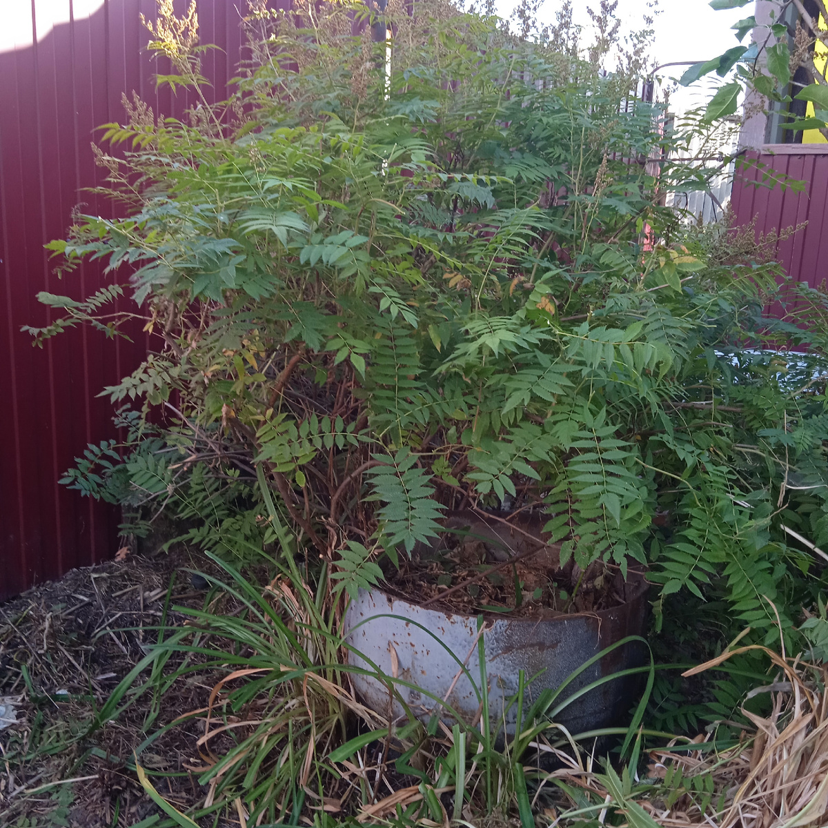 дремучий уголок