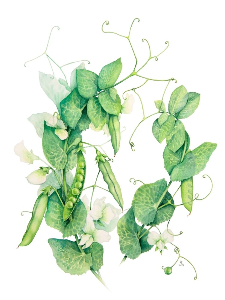 Акварель, 30*40