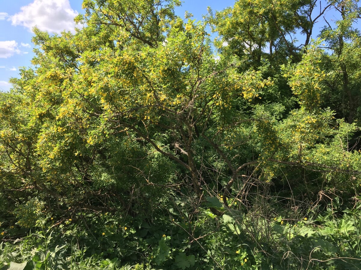 фото из интернета. Заросли караганы