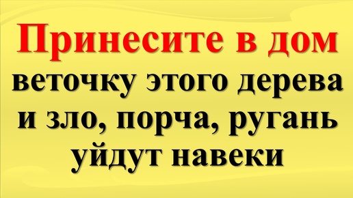 Download Video: Забытые знания: Какое дерево может очистить ваш дом от порчи и зла! Один метод защитит от сглаза и негатива.