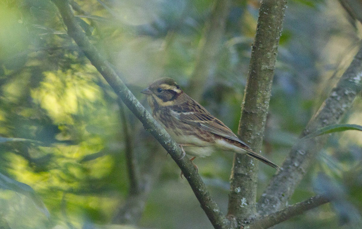 Овсянка-ремез (Emberiza rustica), встреченная 05.09.2024 в Пироговском лесопарке.