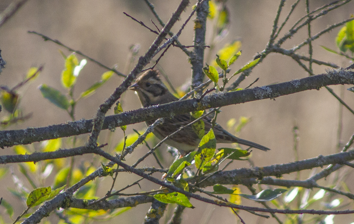 Вторая особь овсянки-ремеза (Emberiza rustica) в Пироговском лесопарке.