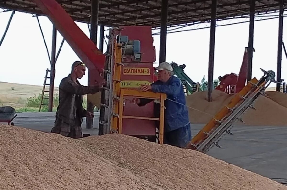    В 2024 году экспорт зерна в Турцию из Волгограда вырос в шесть раз