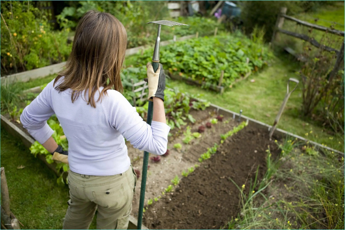     Тихие безбилетники: 10 видов сорняков, семена которых могут пережить нас всех