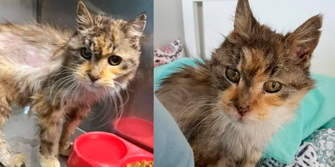 Люди спасли 22-летнюю кошку, и она изменилась до неузнаваемости