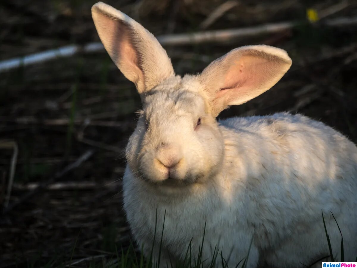 У кролика села батарейка, поэтому сейчас он заряжается на солнышке, нужно немного подождать. Источник: http://animalphoto.ru/photos/photo36956.html